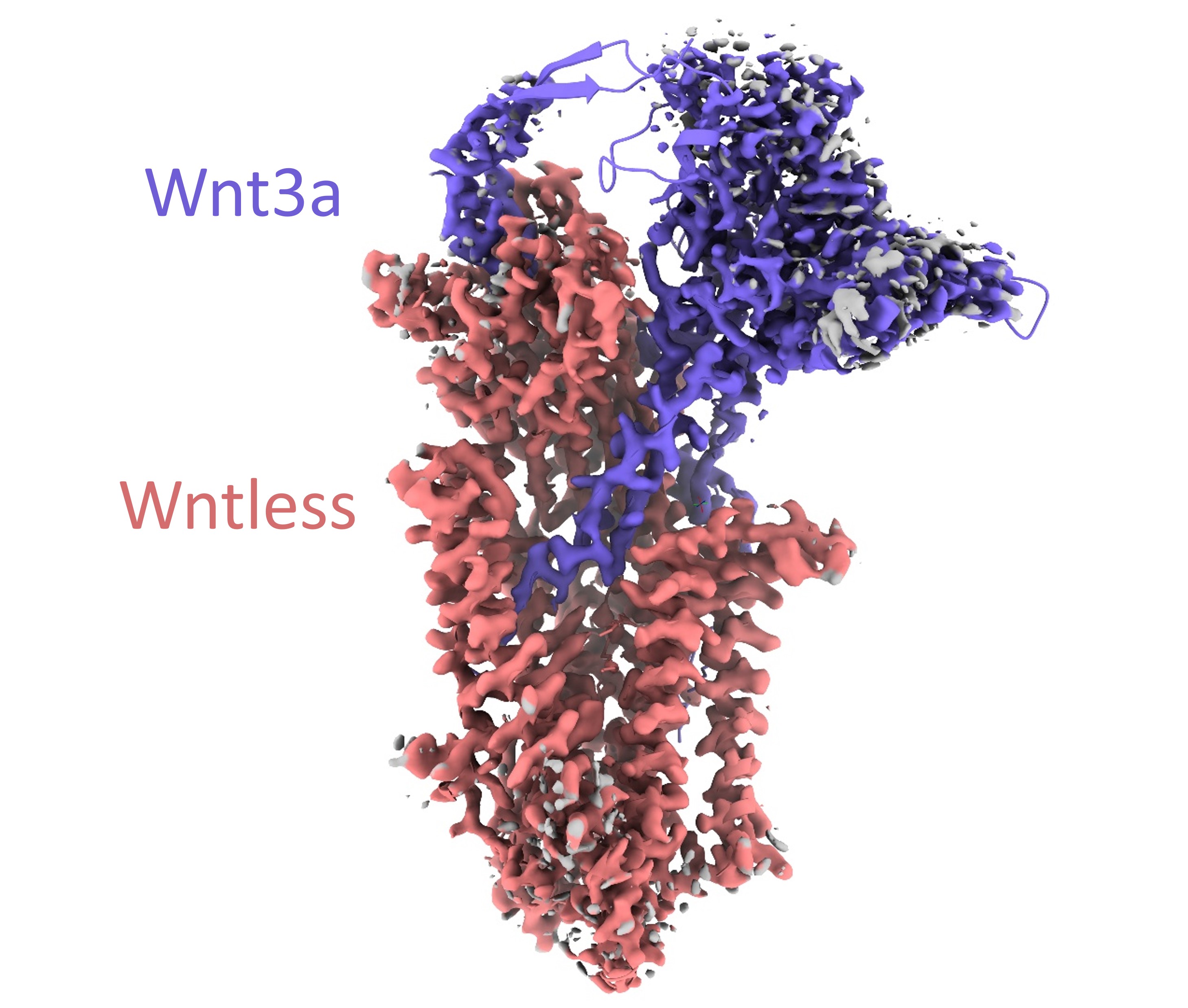 Building Into CryoEM Maps With Your Own AlphaFold Multimer Models ...